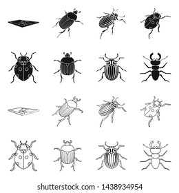 Isolated object of insect and beetle symbol. Set of insect and halloween stock vector illustration.