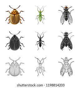 Isolated object of insect and fly icon. Set of insect and element stock symbol for web.