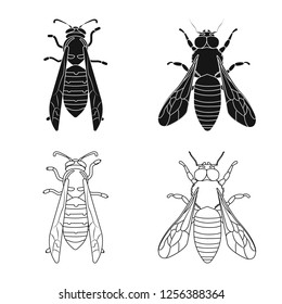 Isolated object of insect and fly logo. Collection of insect and element stock vector illustration.