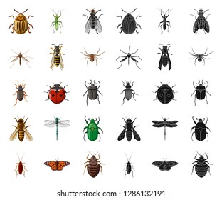 Isolated object of insect and fly sign. Set of insect and element vector icon for stock.