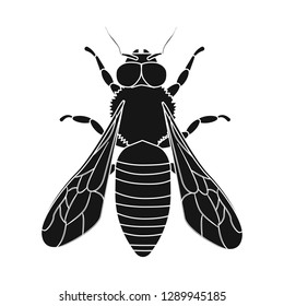 Isolated object of insect and fly sign. Collection of insect and element vector icon for stock.
