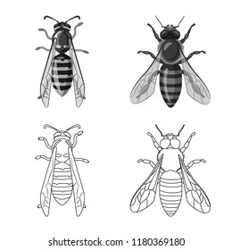 Isolated object of insect and fly symbol. Set of insect and element stock symbol for web.