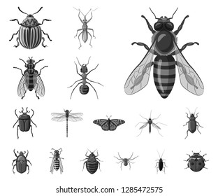 Isolated object of insect and fly symbol. Set of insect and element vector icon for stock.
