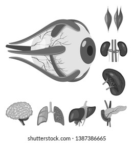 Isolated object of internal and medical icon. Collection of internal and health stock symbol for web.