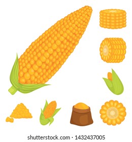Isolated object of maize and food logo. Collection of maize and crop vector icon for stock.
