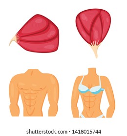 Isolated object of muscle and cells icon. Set of muscle and anatomy vector icon for stock.