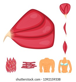Isolated object of muscle and cells logo. Set of muscle and anatomy vector icon for stock.