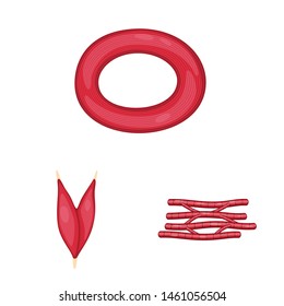 Isolated object of muscle and cells logo. Set of muscle and anatomy stock vector illustration.