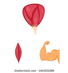Isolated object of muscle and cells symbol. Collection of muscle and anatomy stock vector illustration.