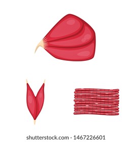 Isolated object of muscle and cells symbol. Set of muscle and anatomy stock symbol for web.