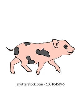isolated object on white background Pig Pet Mini Pig. Vector illustration