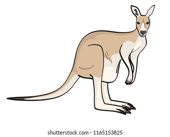 isolated object on white background. An animal is a canada, a kangaroo female. Vector illustration