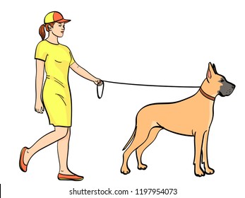 isolated object on white background, summer color. A woman with a sports dress, walks a pet on a leash. Great Dane breed of domestic dog. Vector illustration.