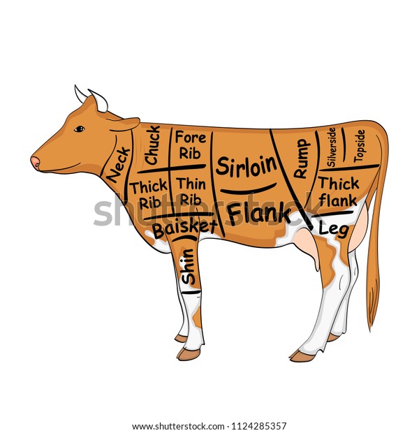 isolated object on white background. The cow\
for the restaurant is divided into parts, pieces of bull beef\
carcass, scheme. Vector\
illustration