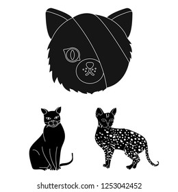 Isolated object of pet and sphynx icon. Set of pet and fun vector icon for stock.