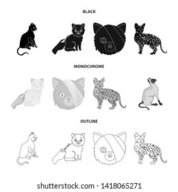 Isolated object of pet and sphynx icon. Collection of pet and fun stock vector illustration.