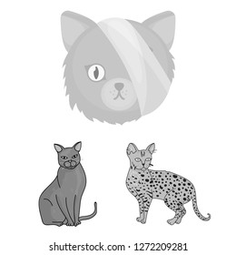 Isolated object of pet and sphynx logo. Collection of pet and fun stock symbol for web.