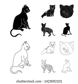 Isolated object of pet and sphynx symbol. Collection of pet and fun vector icon for stock.