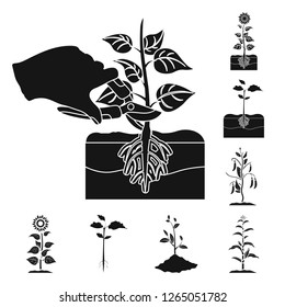 Isolated object of plant and bean icon. Set of plant and process vector icon for stock.