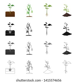 Isolated object of plant and bean icon. Set of plant and process stock symbol for web.