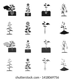 Isolated object of plant and bean icon. Set of plant and process stock symbol for web.