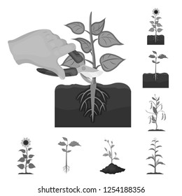 Isolated object of plant and bean sign. Collection of plant and process vector icon for stock.