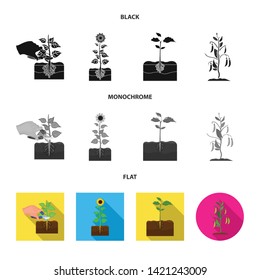 Isolated object of plant and bean sign. Set of plant and process stock symbol for web.