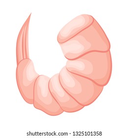 Isolated object of prawn  and creature  icon. Set of prawn  and fresh  stock vector illustration.