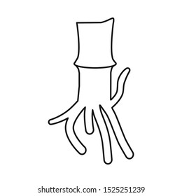 Isolated object of root and sugar icon. Web element of root and cane vector icon for stock.