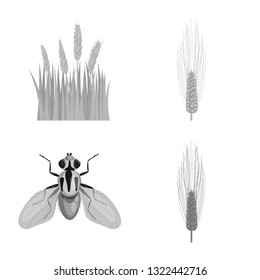 Isolated object of rye and plant  icon. Collection of rye and corn stock symbol for web.