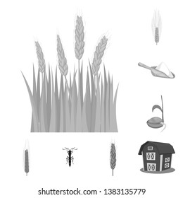 Isolated object of rye and plant  icon. Collection of rye and corn stock symbol for web.