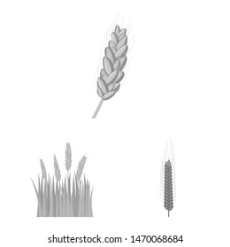 Isolated object of rye and plant icon. Set of rye and corn stock vector illustration.