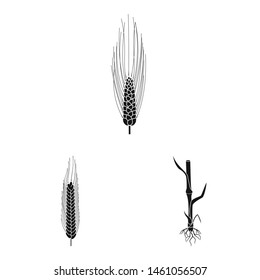 Isolated object of rye and plant logo. Set of rye and corn stock symbol for web.