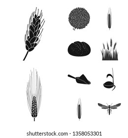Isolated object of rye and plant  sign. Collection of rye and corn vector icon for stock.