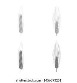 Isolated object of rye and plant sign. Collection of rye and corn stock vector illustration.