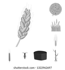 Isolated object of rye and plant  symbol. Collection of rye and corn stock vector illustration.