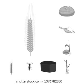 Isolated object of rye and plant  symbol. Set of rye and corn vector icon for stock.