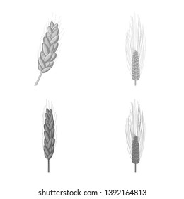 Isolated object of rye and plant  symbol. Collection of rye and corn stock vector illustration.