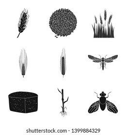 Isolated object of rye and plant  symbol. Set of rye and corn stock vector illustration.