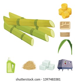 Isolated object  sugarcane and cane logo. Collection  sugarcane and field vector icon for stock.