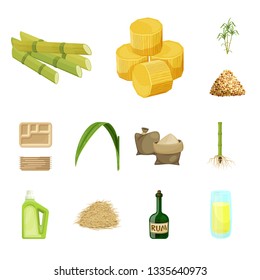 Isolated object of sugarcane and cane symbol. Collection of sugarcane and field vector icon for stock.