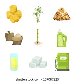 Isolated object of sugarcane and cane symbol. Collection of sugarcane and field stock vector illustration.