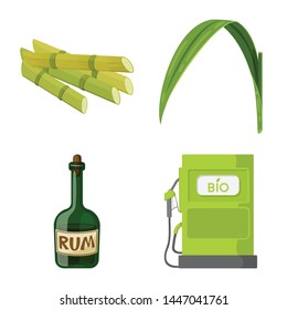 Isolated object of sugarcane and cane symbol. Set of sugarcane and field stock vector illustration.