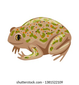 Isolated object of toad and tropical symbol. Collection of toad and green stock vector illustration.