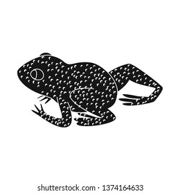 Isolated object of toad and yellow icon. Set of toad and rainforest stock vector illustration.