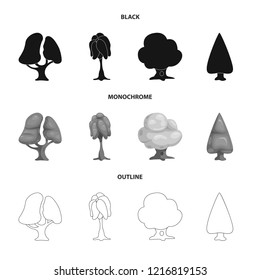 Isolated object of tree and nature icon. Set of tree and crown stock vector illustration.