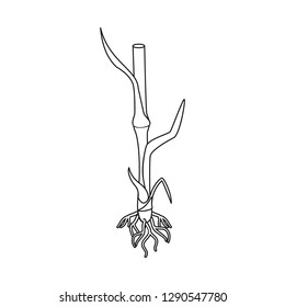 Isolated object of wheat and corn icon. Set of wheat and harvest stock symbol for web.