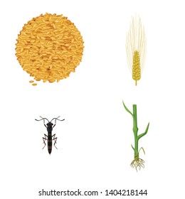 Isolated object of wheat and corn logo. Collection of wheat and harvest stock symbol for web.