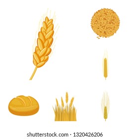 Isolated object of wheat and corn sign. Set of wheat and harvest vector icon for stock.
