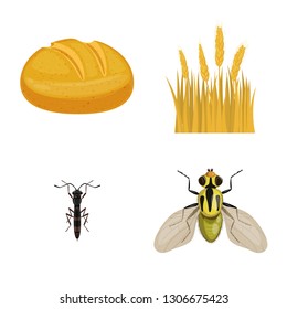 Isolated object of wheat and corn symbol. Collection of wheat and harvest stock symbol for web.